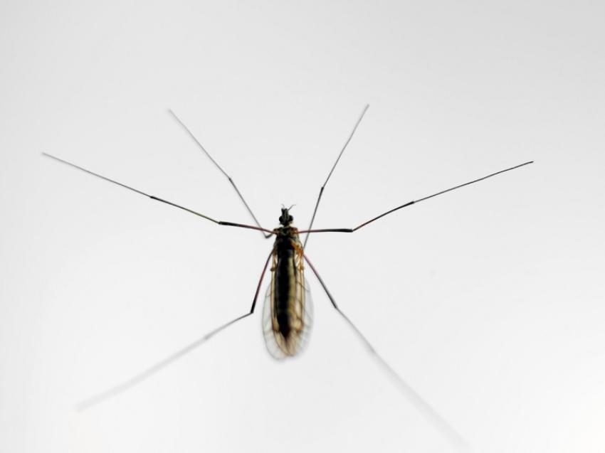 Microsoft nghiên cứu và dự đoán nguy cơ dịch bệnh từ muỗi.
